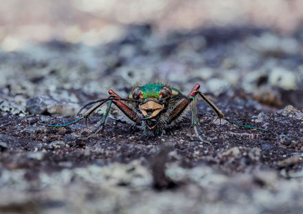 Green tiger beetle (Cicindela campestris)