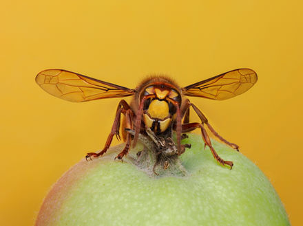 Macro portrait Photo of a European Hornet (Vespa crabro)