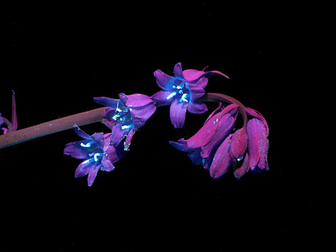 UV | UVIVF | Image of a Blue bell flower