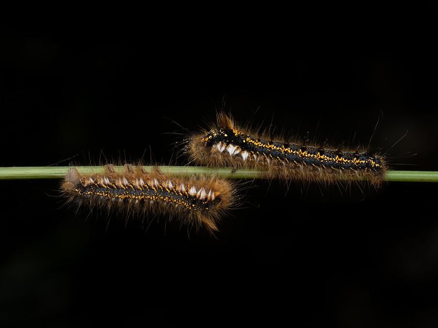 Symmetry in Nature.jpg