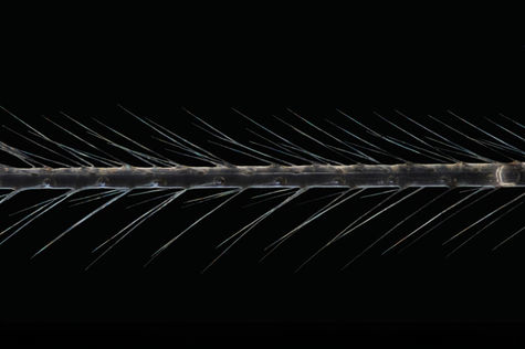 Cellar Spider (Pholcus phalangioides) fine leg hairs under a microscope 