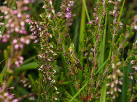 Common Green Grasshopper (Omocestus viridulus)