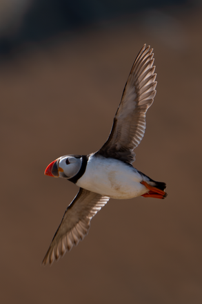 Atlantic Puffin (Fratercula arctica)