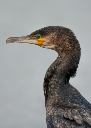 Cormorant 