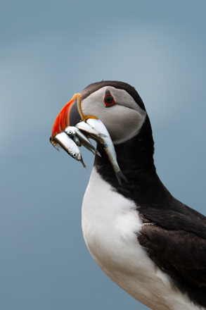 Atlantic Puffin (Fratercula arctica)