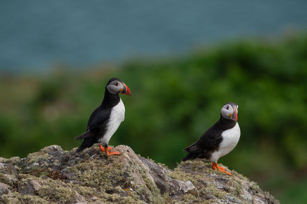 Atlantic Puffin (Fratercula arctica)