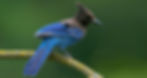 ree