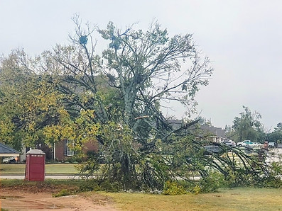 The ash tree from sacred earth's philosopy, but with broken branches