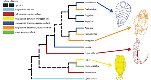 Phylogeny.png