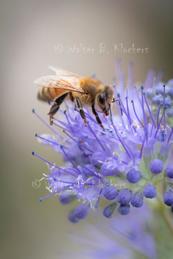 Honey Bee on Spirea