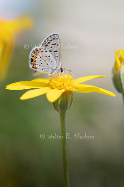 Lupine Blue Butterfly