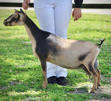e75675a1-076e-476b-9d05-3c098362df10_edited.jpg
