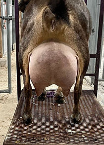 Elsie udder_edited.jpg