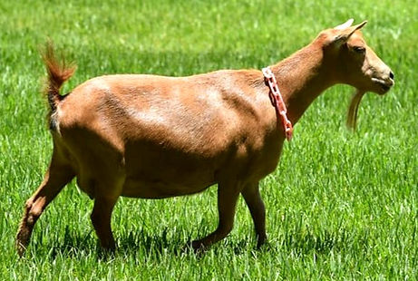 19510606_1553947681304038_4615111411760404067_n_edited.jpg