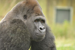 Ape