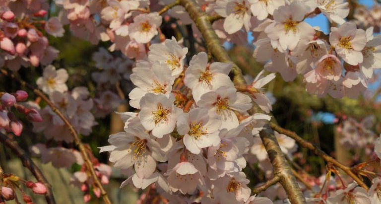 吉田(瑠璃寺)のしだれ桜 満開近し 舞鶴観光