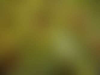 梅干し作りの季節 赤米粥