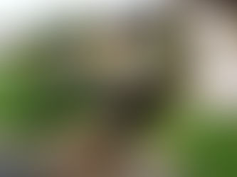 サツキ咲く 食事処・四季膳花のの庭で キツツキ(コゲラ)が 巣穴作り中