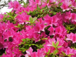 青石の露天風呂 奥庭 つつじ モミジのプロペラ