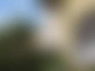 沈丁花~椿~木瓜の花 苔が輝いています