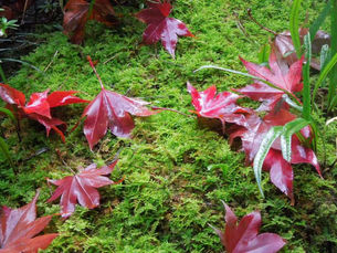 奥庭紅葉 ヤブコウジや千両の実も 色づいています