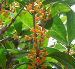 ふたたびの金木犀 秋限定紅葉姫