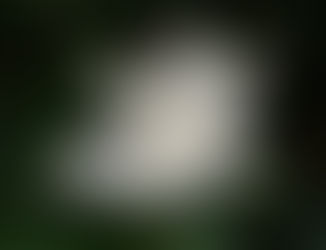 ホタル観賞バス　運行中です