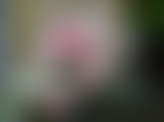 青石の露天風呂 満開のツツジ