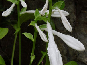 庭では秋の虫たちの声 秋の花 食事処では鈴虫の声