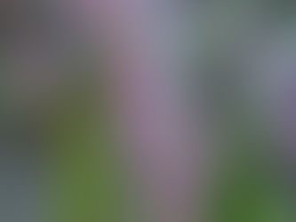 庭では秋の虫たちの声 秋の花 食事処・花のでは鈴虫の声