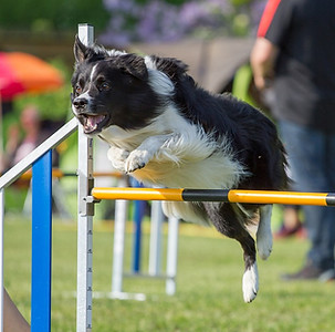 club canin neuilly sur marne