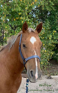 Willow Compadres Therapy Inc. Horse Fall 2024_Page_01.JPG