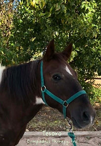 Tesoro Compadres Therapy Inc. Horse Fall 2024_Page_04.JPG