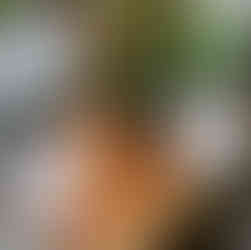 Large live edge redwood slab dining table in a living room.