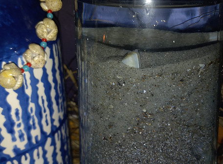 clam.jpg