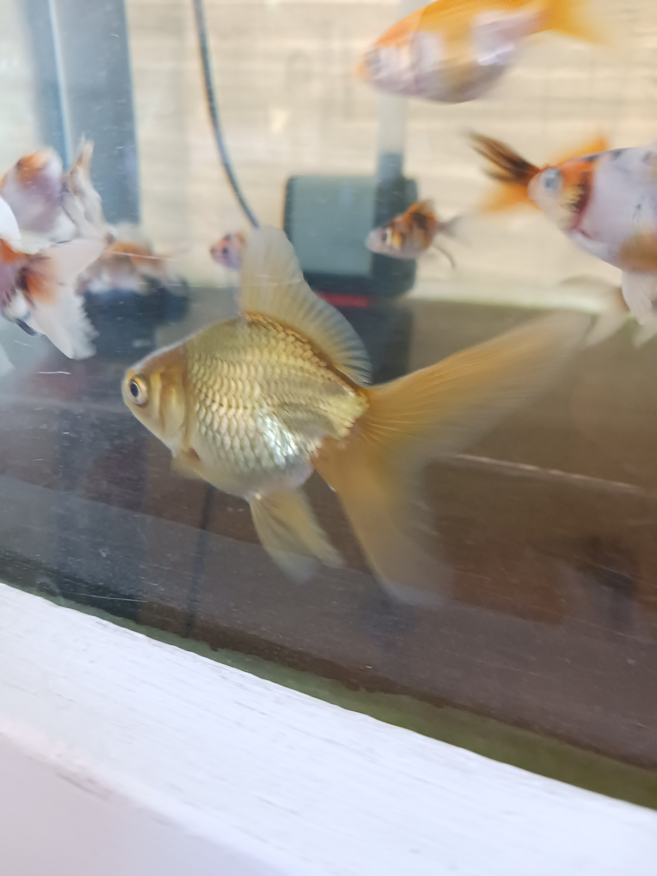 Bronze Goldfish Tro Aquarium