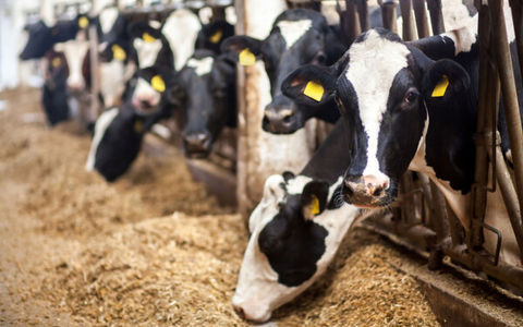animal-feed-banner-300x188_2x.jpg