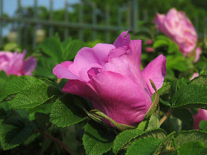 Rugosa052323C.jpg