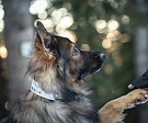 Collier ne biothane large pour grands chiens