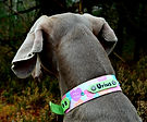 Collier en biothane UV