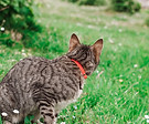 thumbnail_DSC_1091 - copie.jpg
