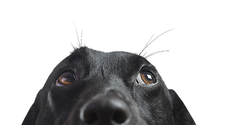 Peeking dog
