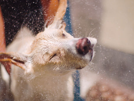Summer Tips for Dogs