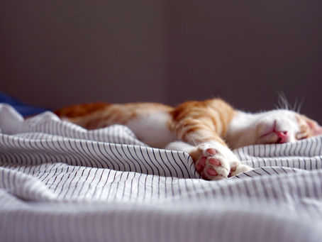 How to Know If Your Cat Is in Pain