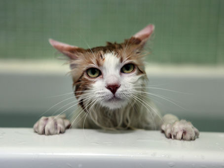 Are You Supposed to Bathe a Cat?