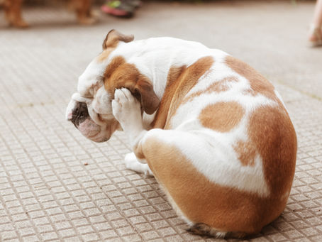 Pet Allergies