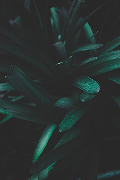 Dark green leaves with small dewdrops.