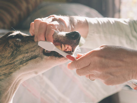How to Clean Your Dog's Teeth
