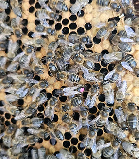 Black Native Irish Queen, Apis Mellifera Mellifera