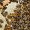 Thumbnail: Mated Apis Mellifera Mellifera Queen